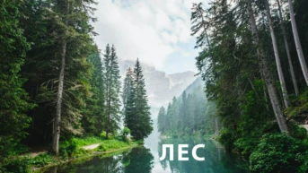 Лес