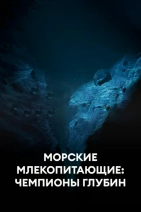 Морские млекопитающие: чемпионы глубин