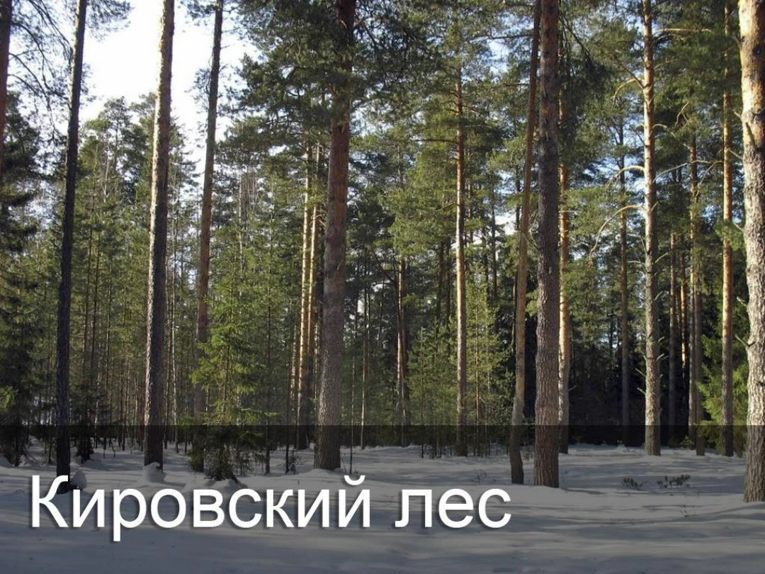 Передача Кировский лес