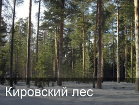 Кировский лес