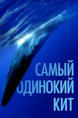 Самый одинокий кит
