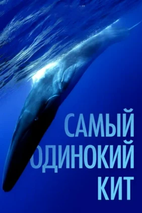 Самый одинокий кит