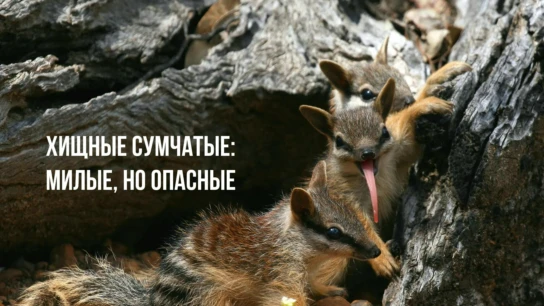 Хищные сумчатые: милые, но опасные