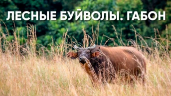 Лесные буйволы Габона