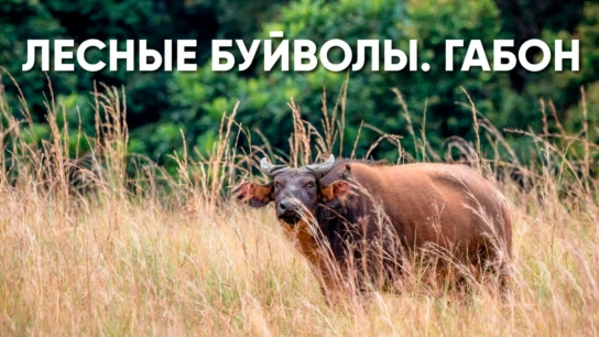 Лесные буйволы Габона