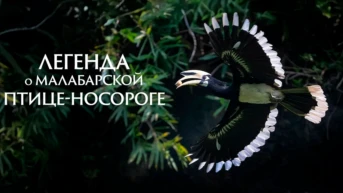 Легенда о малабарской птице-носороге