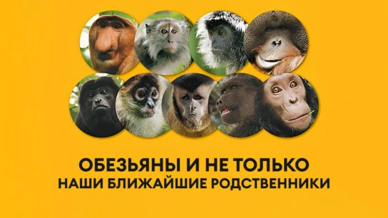 Обезьяны и не только: наши ближайшие родственники