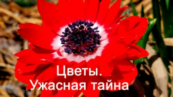 Цветы