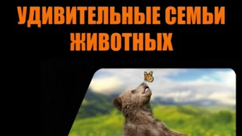 Удивительные семьи животных