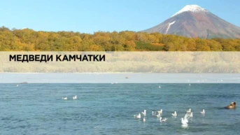 Медведи Камчатки