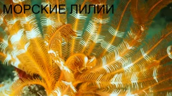Морские лилии в Западном Папуа