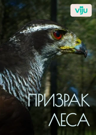Призрак леса