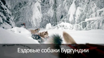 Ездовые собаки Бургундии