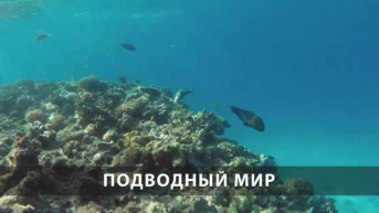Подводный мир
