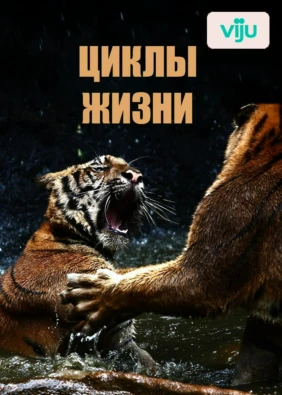 Циклы жизни