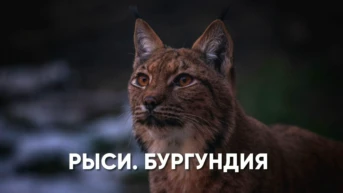 Рыси Бургундии