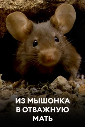 Из мышонка в отважную мать