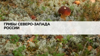 Грибы Северо-Запада России