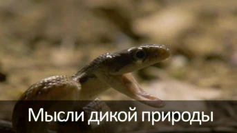 Мысли дикой природы