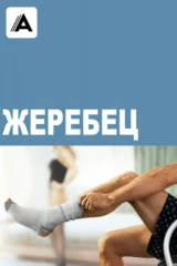Жеребец