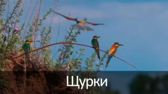 Щурки