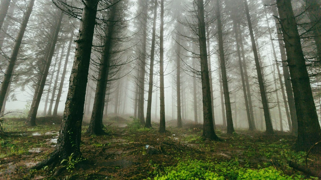 Передача Весенний Увац Сербия