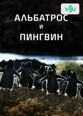 Альбатрос и пингвин