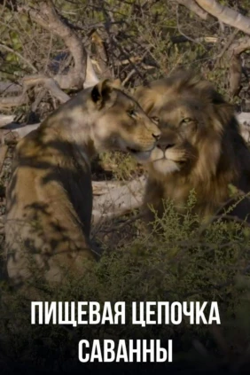 Пищевая цепочка саванны