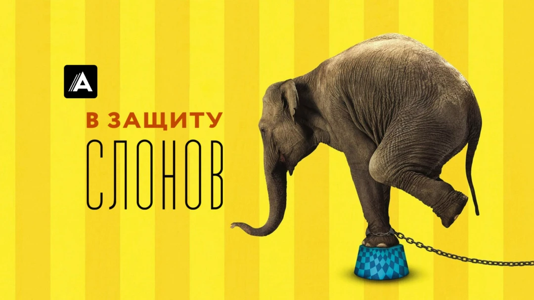 Фильм В защиту слонов
