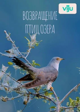 Возвращение птиц озера