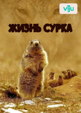 Жизнь сурка
