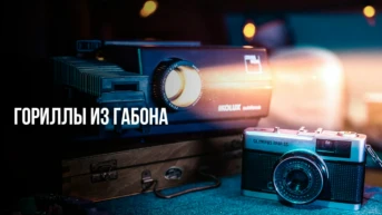 Гориллы из Габона
