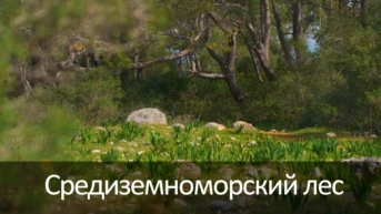 Средиземноморский лес