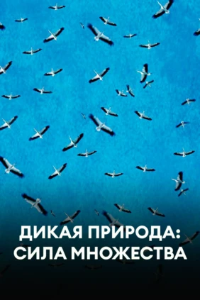 Дикая природа: сила множества