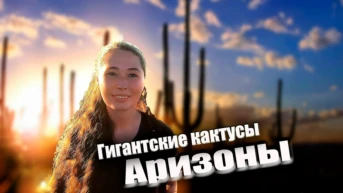 Аризона. В краю гигантских кактусов - Екатерина Давыдова