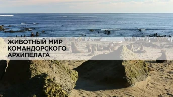 Животный мир Командорского архипелага
