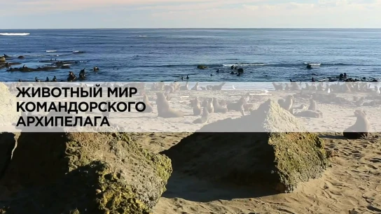 Животный мир Командорского архипелага
