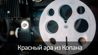Красный ара из Копана