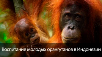 Воспитание молодых орангутанов в Индонезии