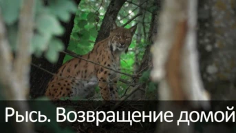 Рысь. Возвращение домой