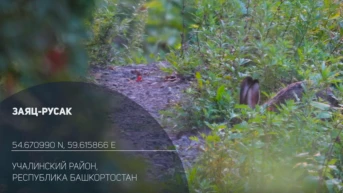 Заяц-русак