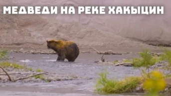 Медведи на реке Хакыцин