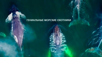 Гениальные морские охотники