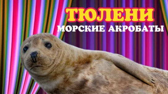 Тюлени - морские акробаты