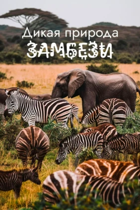 Дикая природа Замбези