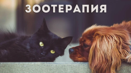 Зooтeрaпия