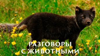 Разговоры с животными