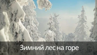 Зимний лес на горе