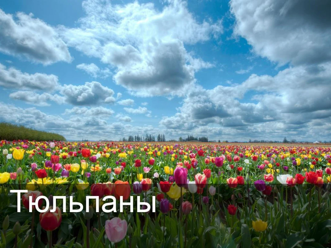 Передача Тюльпаны