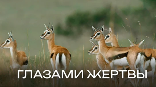 Глазами жертвы